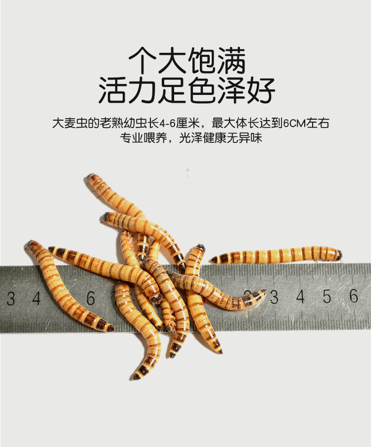大麦虫活虫营养高蛋白 龙鱼守宫刺猬蜘蛛蝎子仓鼠活体宠物龟饲料,淘宝优惠券,粉丝福利购,淘宝优惠卷