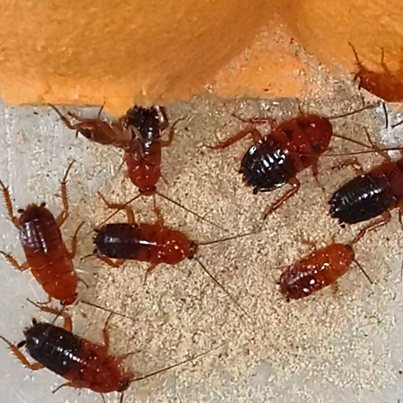 杯装樱桃蟑螂活虫饲料幼体蜥蜴角蛙守宫乌龟龙鱼活体饵饲料包活,淘宝优惠券,粉丝福利购,淘宝优惠卷