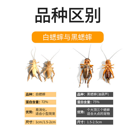 白蟋蟀黑蟋蟀针头蟋蟀活体蛐蛐油葫芦龙鱼角蛙守宫蜥蜴蜘蛛鸟食 - 图0