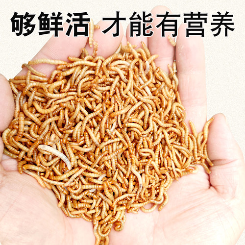 面包虫活虫黄粉虫活体活食物宠物零食鹦鹉鸟饲料虫仓鼠龙鱼乌龟粮 - 图0