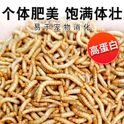 面包虫活虫黄粉虫活体活食物宠物零食鹦鹉鸟饲料虫仓鼠龙鱼乌龟粮 - 图1