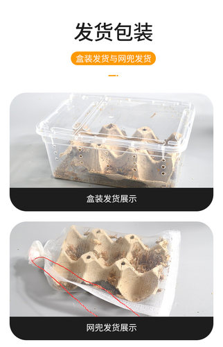 白蟋蟀黑蟋蟀针头蟋蟀活体蛐蛐油葫芦龙鱼角蛙守宫蜥蜴蜘蛛鸟食 - 图2