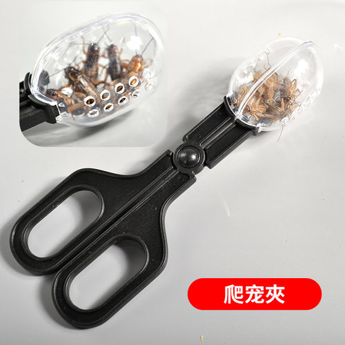 白蟋蟀黑蟋蟀针头蟋蟀活体蛐蛐油葫芦龙鱼角蛙守宫蜥蜴蜘蛛鸟食 - 图1