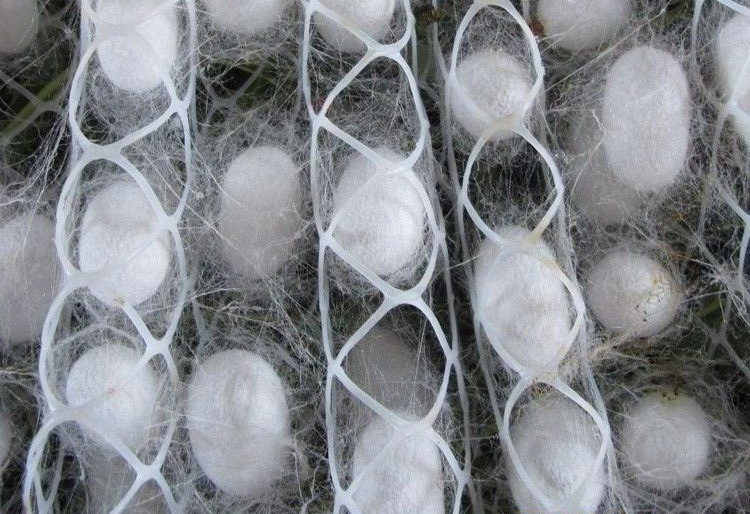 蚕宝宝结茧网 养蚕 网塑料 蚕宝宝专用网 蚕网 上蔟网