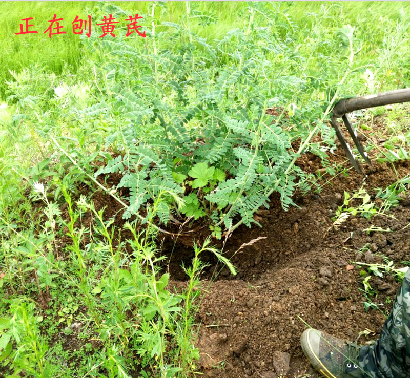 原产地棉黄芪野生黄芪内蒙古黄芪片中药材农家自产新货500克