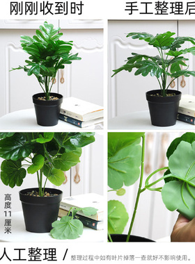仿真盆景绿植盆栽室内客厅植物