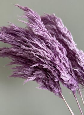 干花柴芦芦苇永生花花束婚庆花材家居装饰厂家