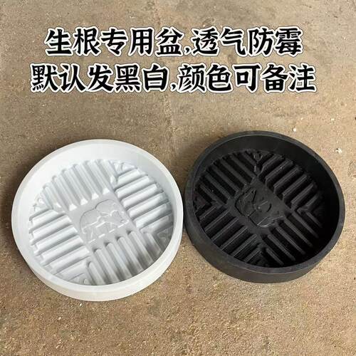 【带叶多芽发货】巴西木带芽孢幸运木水培植物室内水养绿植盆栽 - 图0