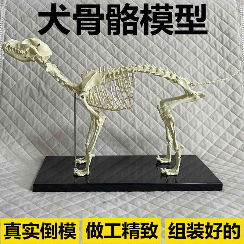 解剖学骨架 新人首单立减十元 21年10月 淘宝海外