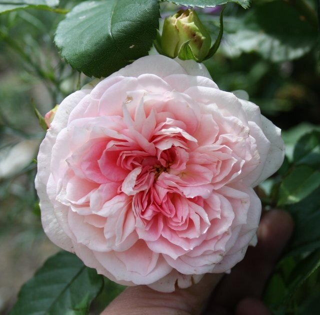 浪漫索菲亚月季花苗大花浓香开花粉红色多头玫瑰四季盆栽花卉欧月