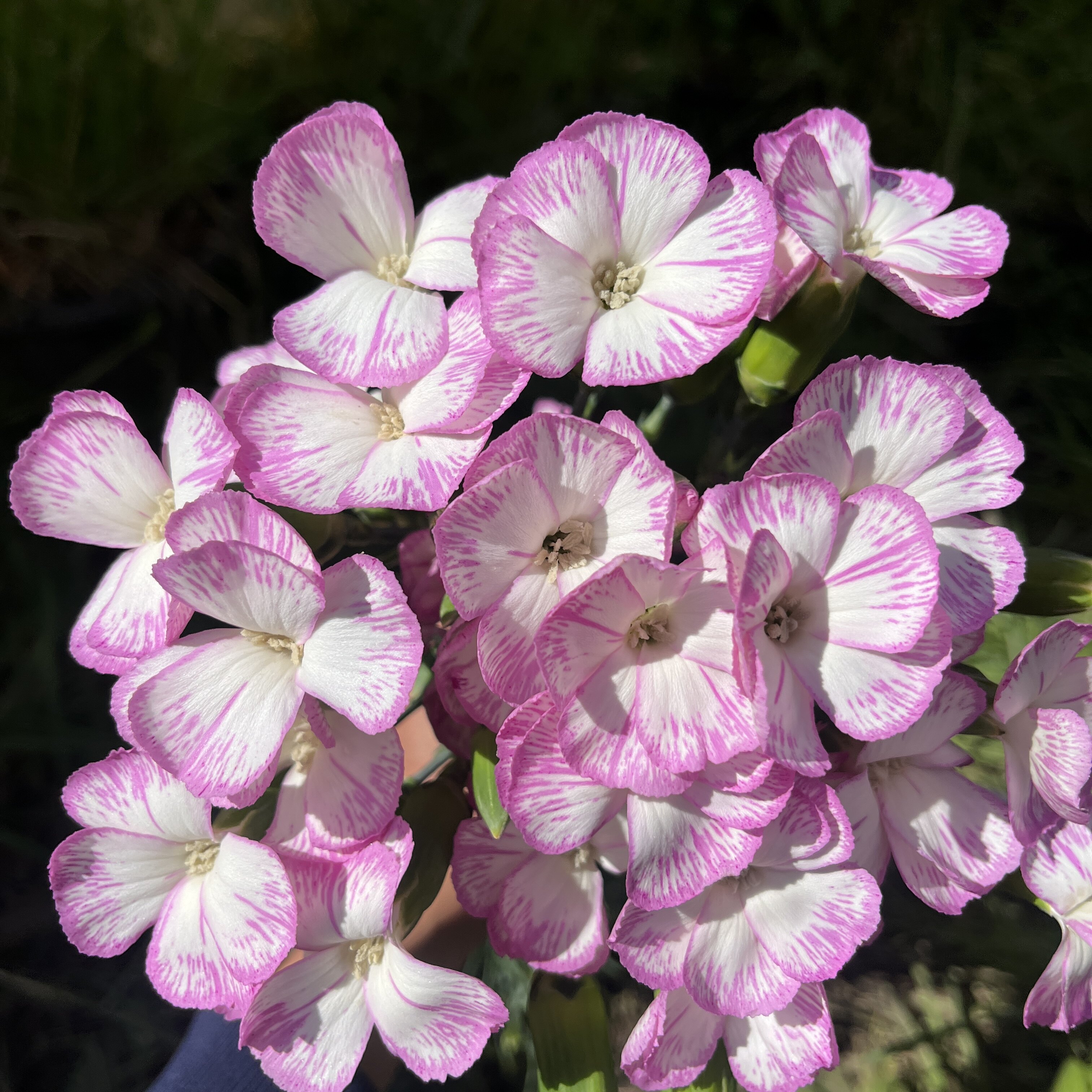 不售后，可丽鲜·清涵多丁1扎，购买三单包邮 - 图0