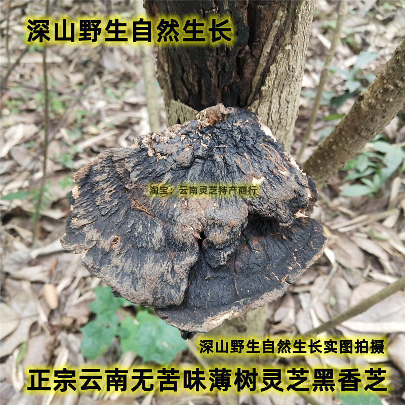 野生黑灵芝正宗野生云南薄盖树灵芝煲汤料紫灵芝片中药材山货500g - 图0