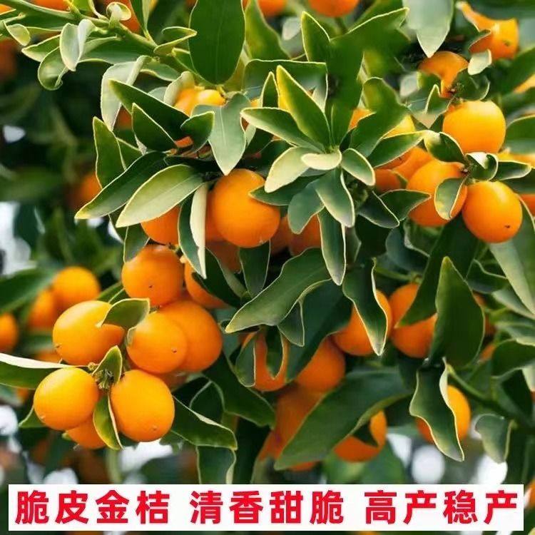 脆皮金桔树苗带果盆栽可食用金橘桔子苗阳台庭院四季结果耐寒植物,淘宝优惠券,粉丝福利购,淘宝优惠卷