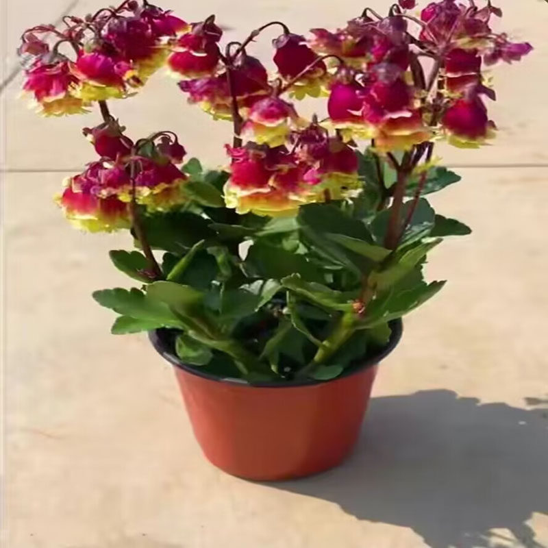 重瓣宫灯长寿花苗盆栽绿植室内带花苞阳台倒挂金钟四季开花多年生,淘宝优惠券,粉丝福利购,淘宝优惠卷