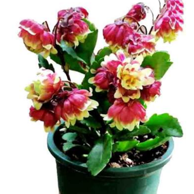 重瓣宫灯长寿花苗盆栽绿植室内带花苞阳台倒挂金钟四季开花多年生,淘宝优惠券,粉丝福利购,淘宝优惠卷