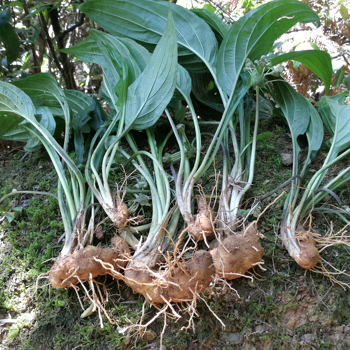 中药材土大黄 金不换 血三七 羊蹄根-阿里巴巴