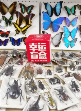 锹甲兜虫盲盒福袋标本素材手工创意小众礼物科普摆件A1/A-