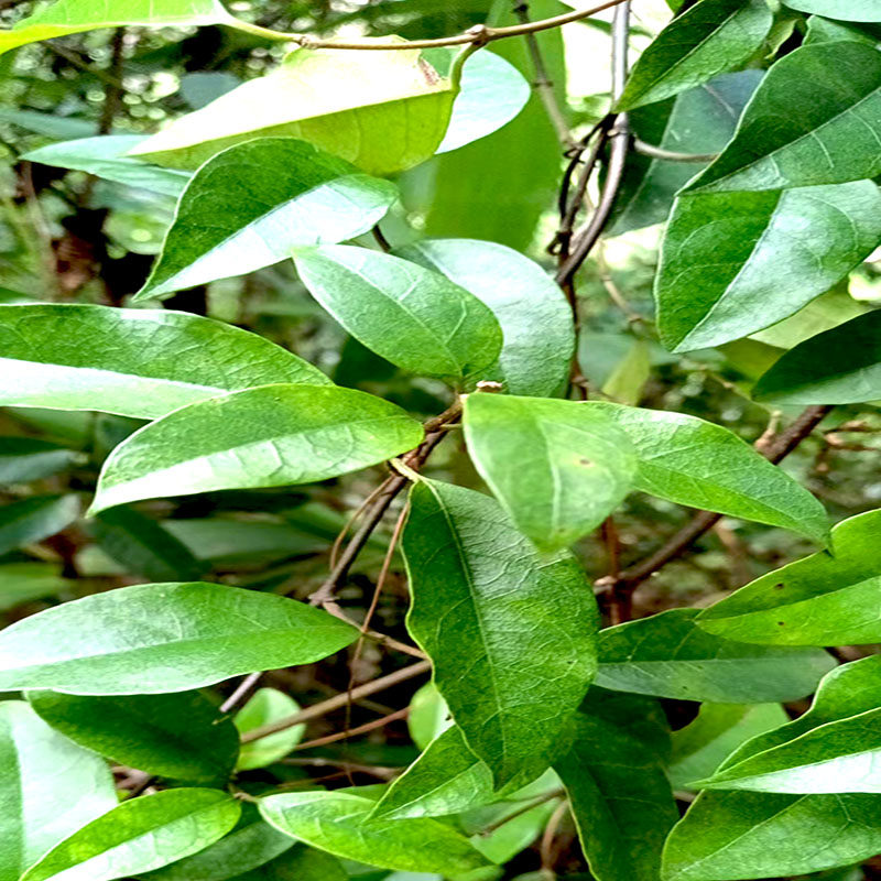 广西中草药材紫花络石藤序络石牛角藤掰果银丝藤牛藤生干包邮500g