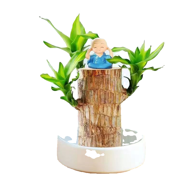 幸运开花情侣巴西木巴坦木带盆财神格鲁特盆栽客厅水培植物防辐射-图3