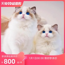 Puppet Cat Young Cat Blue Twin Sea Bicolor Pure Breed Pedigi Pet Cat House Long fur Puppet Puppet Fairy Cat Living Things
