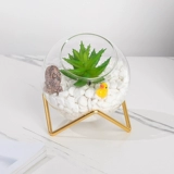 Сканди по творческому симуляции, сочные зеленые растения, микроаллянтские растения, расположенные в спальне гостиная на рабочем столе на рабочем месте