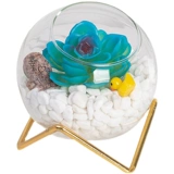 Сканди по творческому симуляции, сочные зеленые растения, микроаллянтские растения, расположенные в спальне гостиная на рабочем столе на рабочем месте