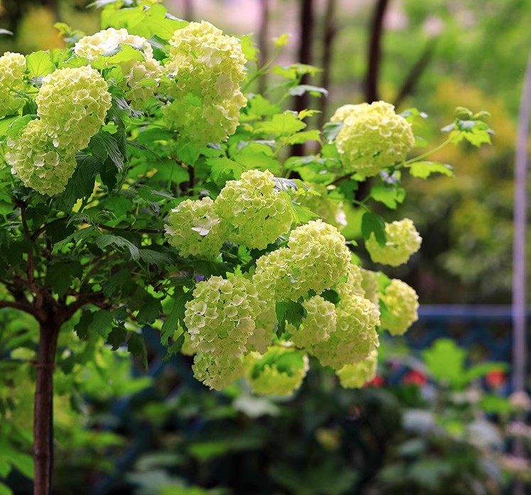 欧洲木绣球玫瑰花耐寒耐高温盆栽地栽庭院阳台木本绣球花卉大绿植,淘宝优惠券,粉丝福利购,淘宝优惠卷