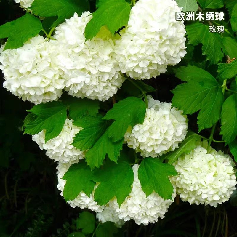 欧洲木绣球玫瑰花耐寒耐高温盆栽地栽庭院阳台木本绣球花卉大绿植,淘宝优惠券,粉丝福利购,淘宝优惠卷