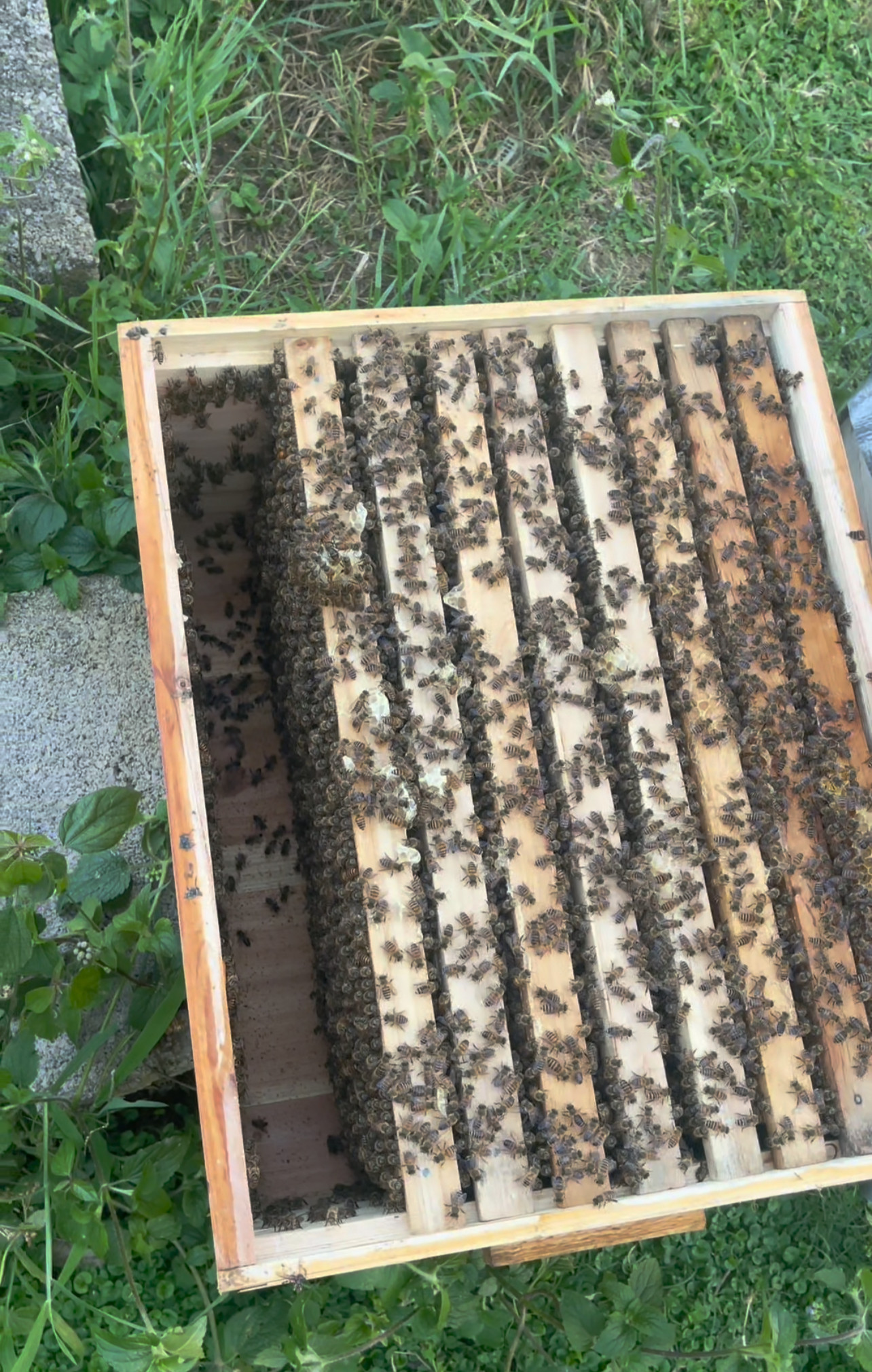 蜜蜂活群中蜂蜂群土蜂带箱中华蜜蜂土蜂云南中蜂贵州四川重庆广西,淘宝优惠券,粉丝福利购,淘宝优惠卷