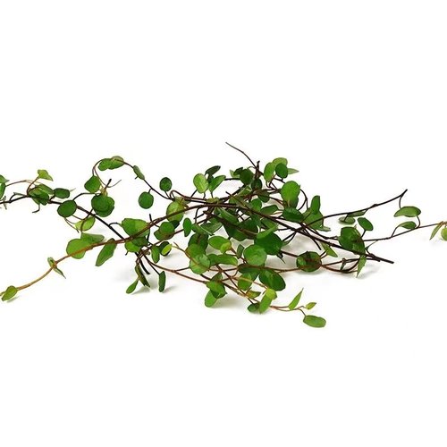 新鲜摆盘装饰花草酒店西餐蛋糕烘培凉菜寿司装饰点缀三色堇清香木 - 图3