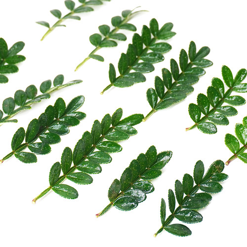 新鲜摆盘装饰花草酒店西餐蛋糕烘培凉菜寿司装饰点缀三色堇清香木 - 图1