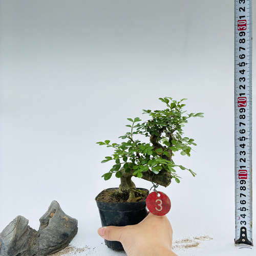 一物一拍对节白蜡微小型盆景素材新手练手桩趣味造型阳台绿植熟桩 - 图2