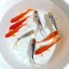 Ornamental fish, goldfish, small freshwater and live-resistant cold water fish