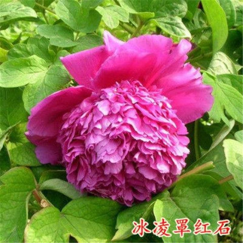 正宗洛阳牡丹花苗盆栽绿植花卉室内黑牡丹花庭院阳台种植绿植耐寒 - 图1