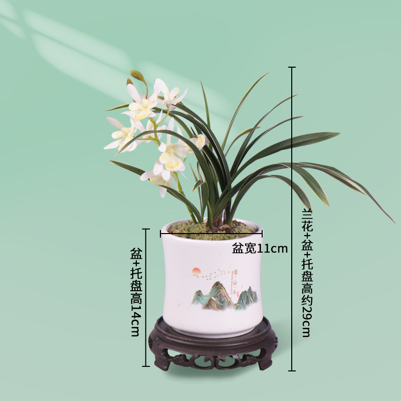 建兰名品【金凤凰】金边带陶瓷盆花大色艳种植客厅花卉种植绿植盆 - 图3