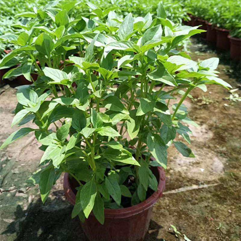 潮汕九层塔盆栽新鲜可食用香料调味三杯鸡擂茶薄荷阳台植物金不换 - 图1