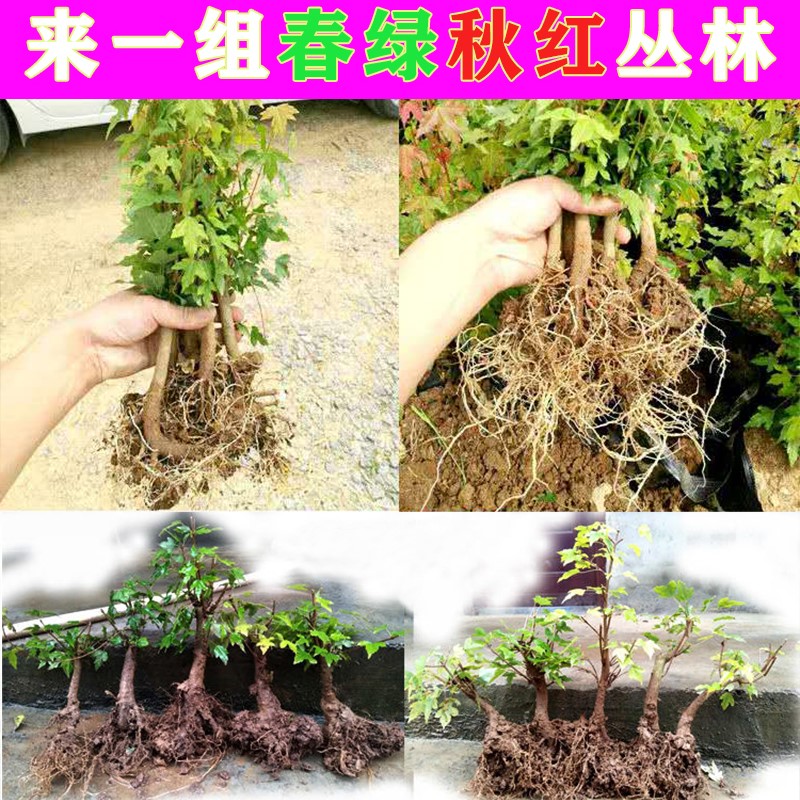 小叶三角红枫唐枫盆景成品山水盆栽丛林组合制作树苗室内绿植好养-图2