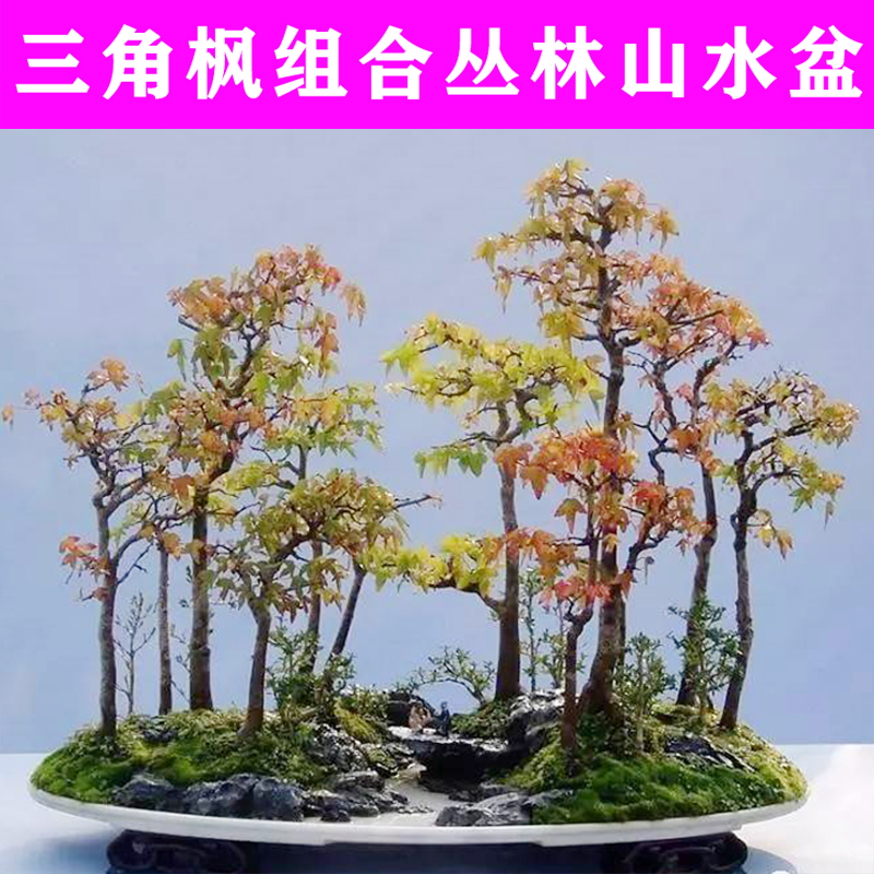 小叶三角红枫唐枫盆景成品山水盆栽丛林组合制作树苗室内绿植好养-图0