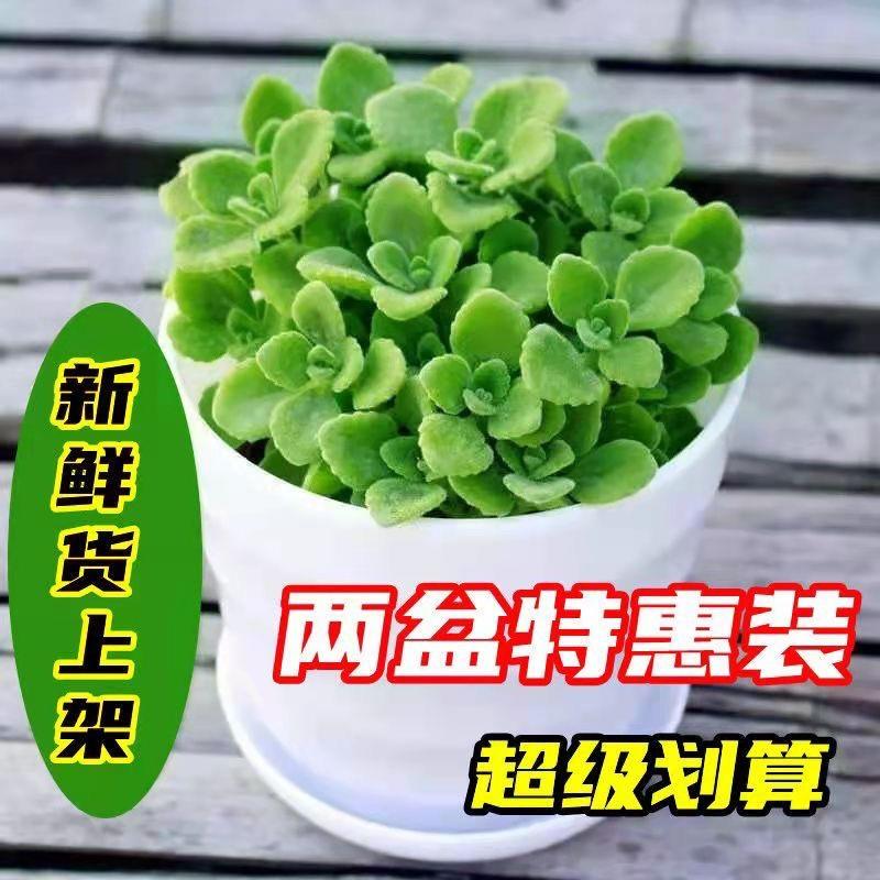 碰碰香一抹香盆栽香味植物浓香型植物驱蚊驱虫净化空气植物除异味-图0