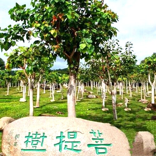 佛门圣树菩提树苗 正宗金刚菩提树苗 平安树苗 星月 凤眼菩提树苗 - 图2