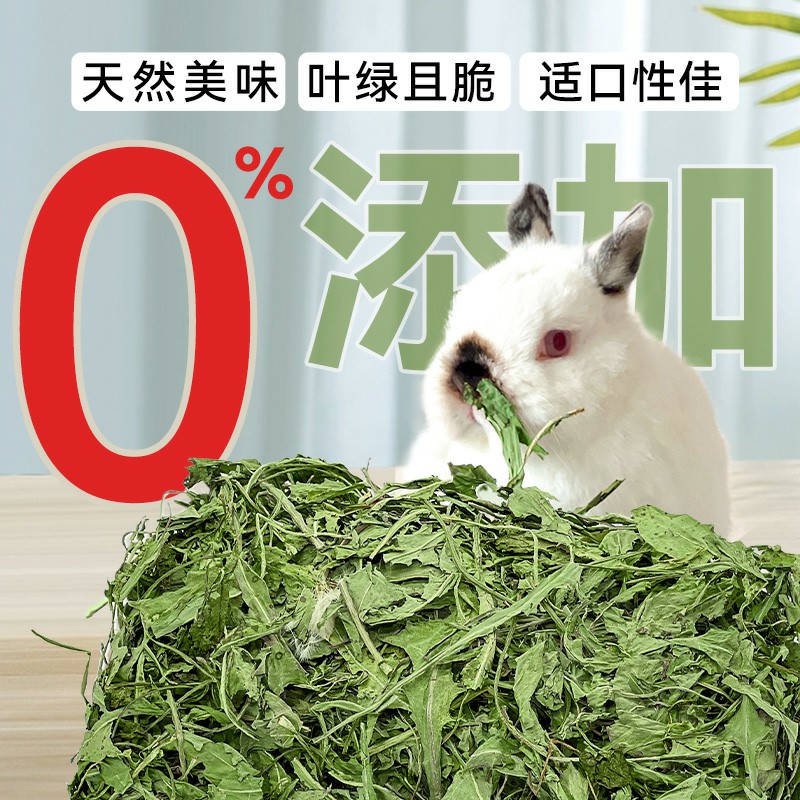 烘干整颗蒲公英抗菌消炎利尿兔子龙猫荷兰猪常备保健花草500g - 图0