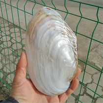 Natural Sea Snail Shells Super Glossy Bifacial Pearl Bay Mussel Shell Mediterranean Home Creative Collection Pendulum