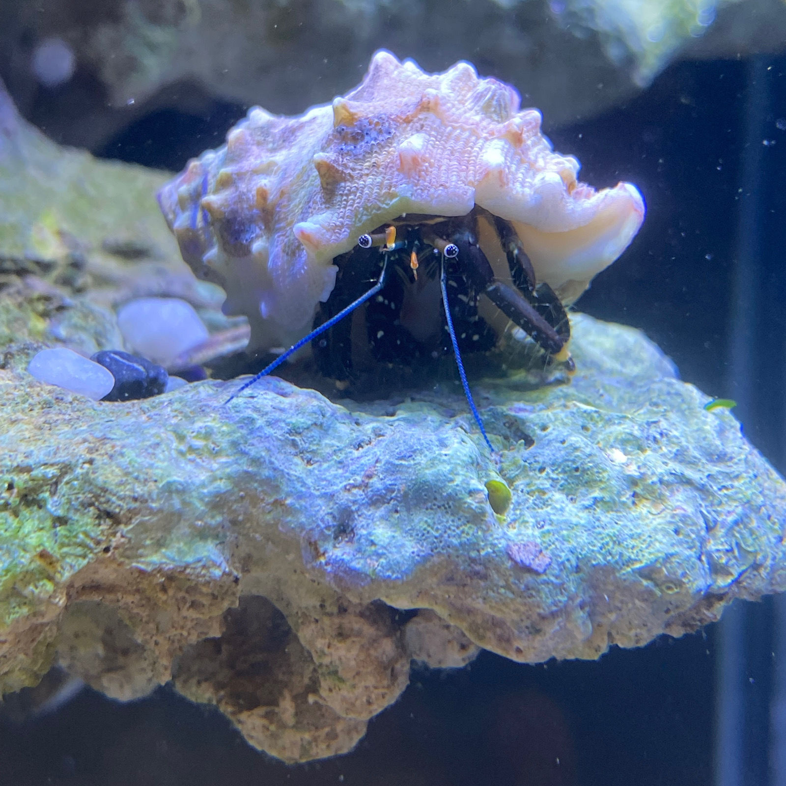 海洋寄居蟹活体海洋生物清缸吃藻吃残渣观赏活体红脚寄居蟹除藻 - 图1