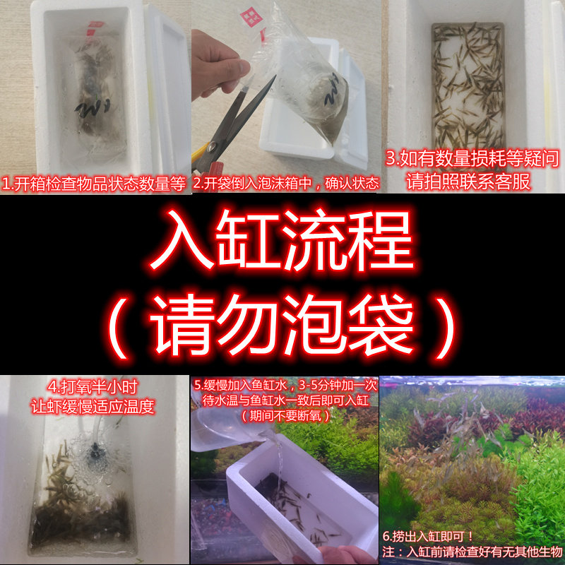 黑壳虾除藻虾鲜活观赏虾清洁草虾淡水虾活体樱花虾活虾耐活冷水虾,淘宝优惠券,粉丝福利购,淘宝优惠卷