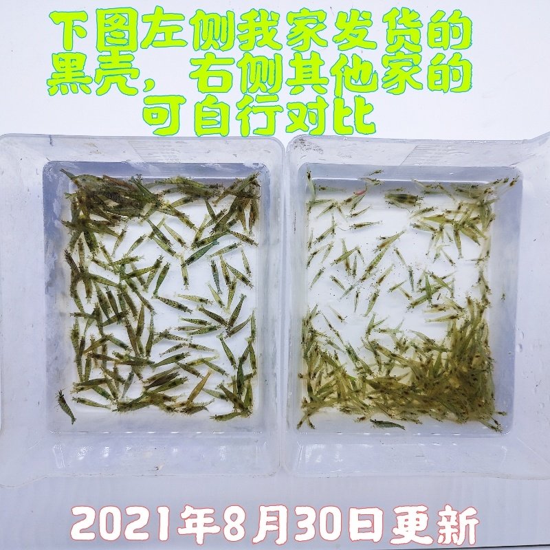 黑壳虾除藻虾鲜活观赏虾清洁草虾淡水虾活体樱花虾活虾耐活冷水虾,淘宝优惠券,粉丝福利购,淘宝优惠卷