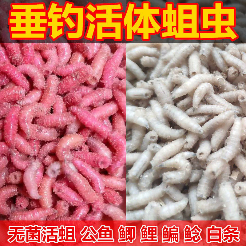 蛆虫活虫钓黄辣丁鲢鲫石斑鱼白条翘嘴马口肉蛆钓鱼饵人工无菌养殖 - 图2