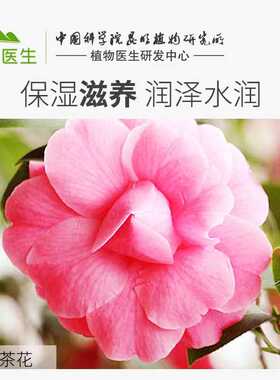 植物医生山茶花眼霜淡化眼纹补水