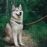 Beaugo Biobao Большой маленький, маленький маленький собачья отражающая нейлоновая скалолаза