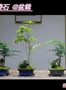 17 长高款风凌石 多款可选 盘景树抱石 附树石天然原石（满50包邮