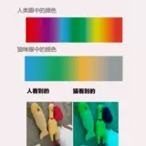 Игрушка, плюшевый маленький комплект, кот, популярно в интернете, можно грызть